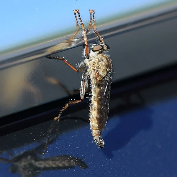 Horsefly Trap