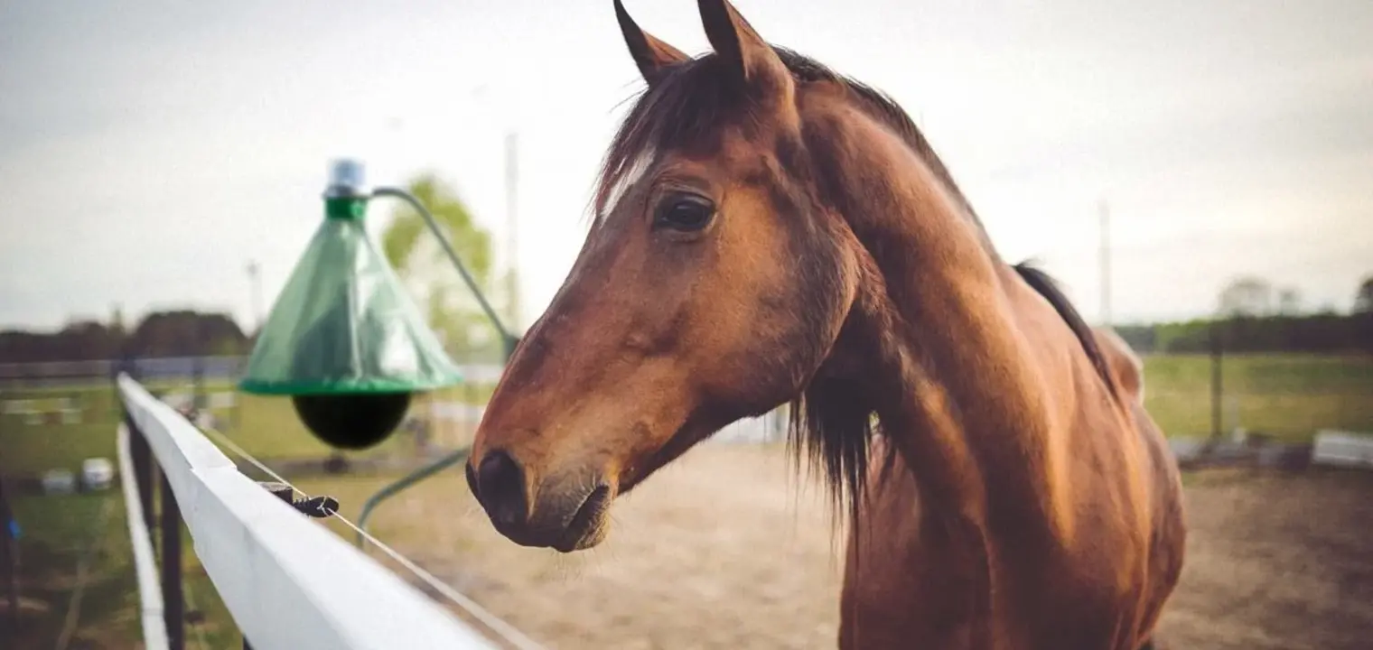 Horsefly Traps: How to keep horseflies away from your livestock