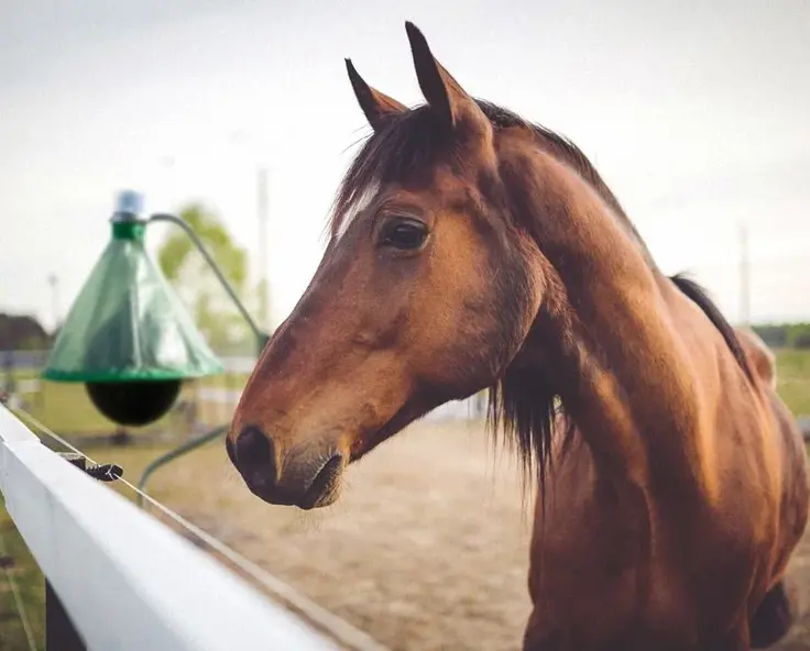 Horsefly Traps: How to keep horseflies away from your livestock
