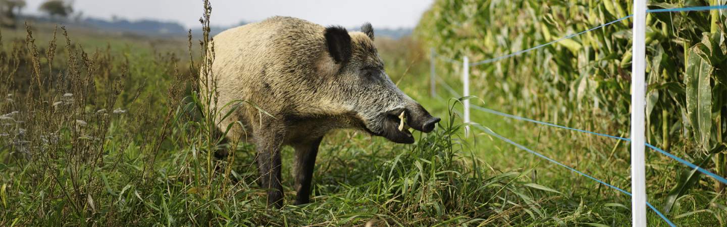boar at fence