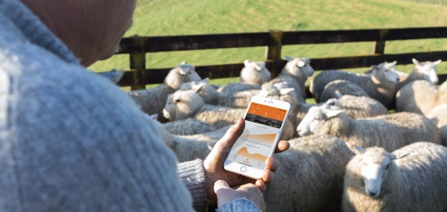 Sheep weighing and monitoring – Track your flock with ease