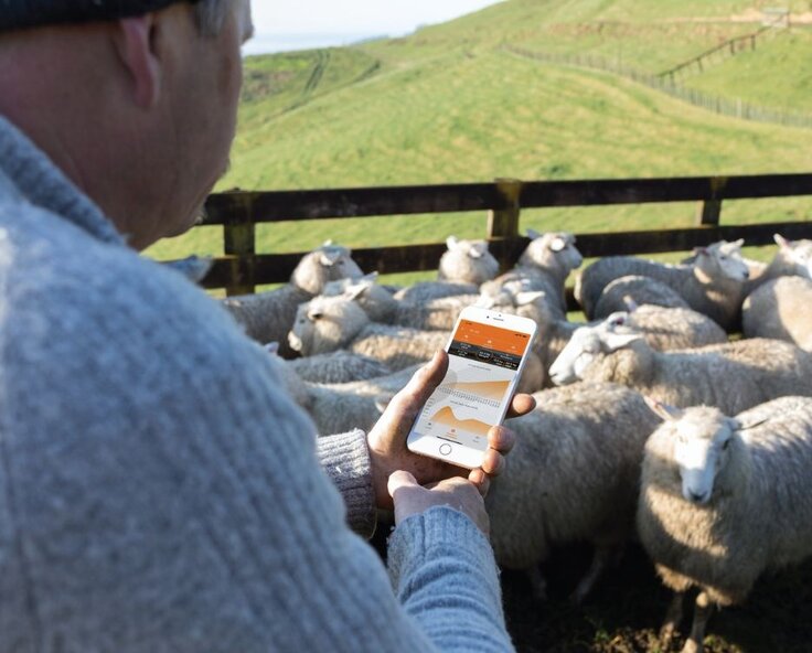 Sheep weighing and monitoring – Track your flock with ease