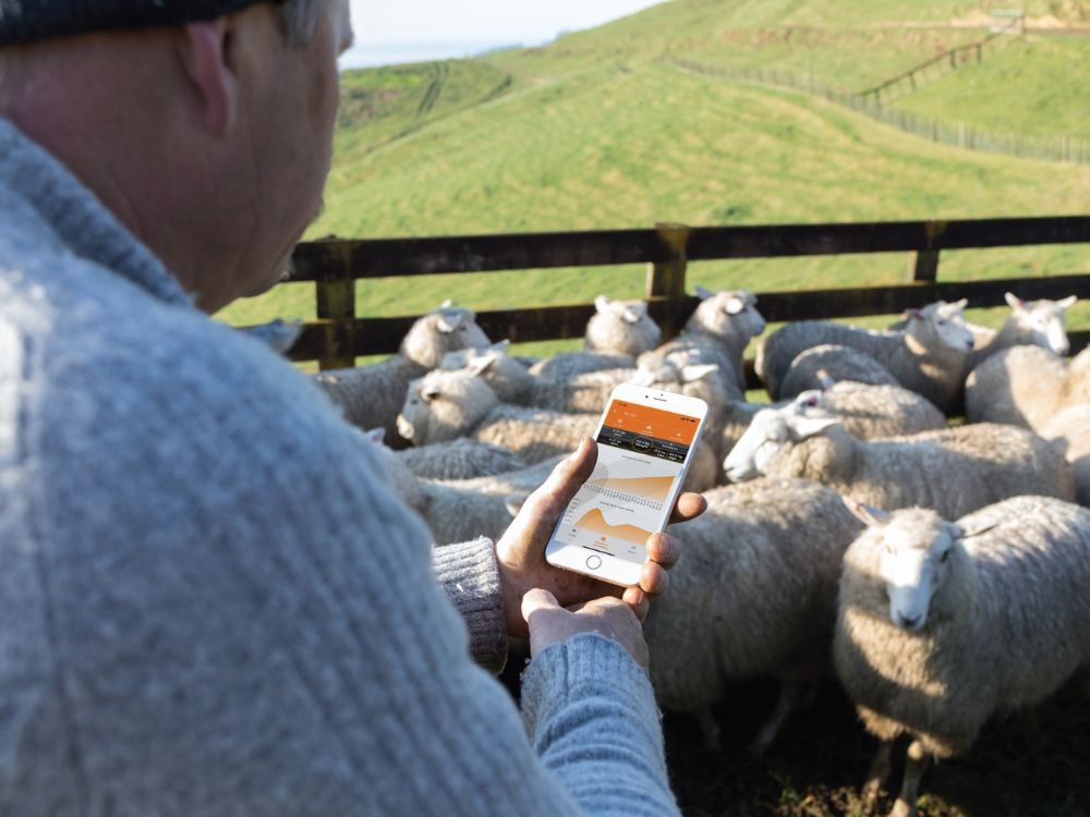 Sheep weighing and monitoring? Track your flock with ease