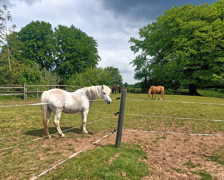 To corral or not to corral, a pony owner’s journey