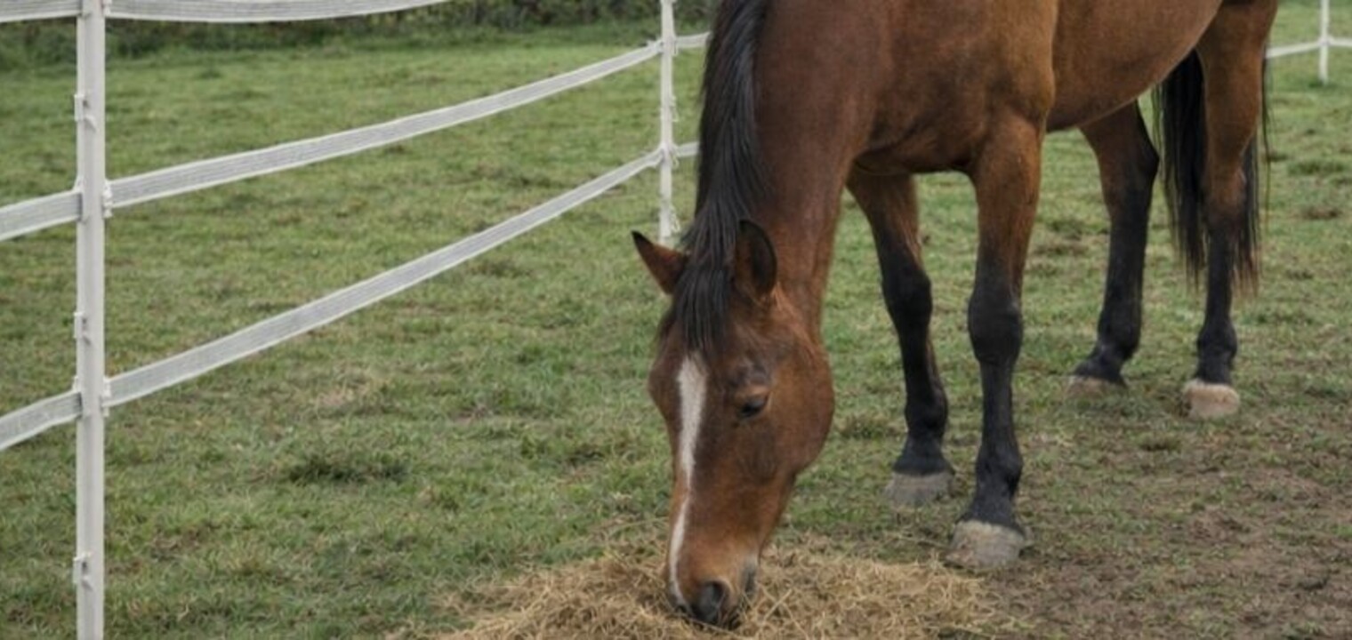 Horse corrals: A practical guide for UK horse owners