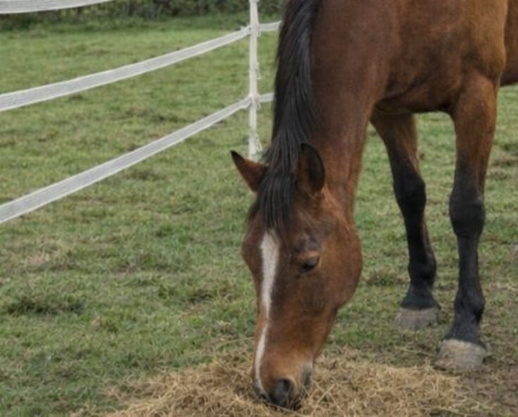 Horse corrals: A practical guide for UK horse owners