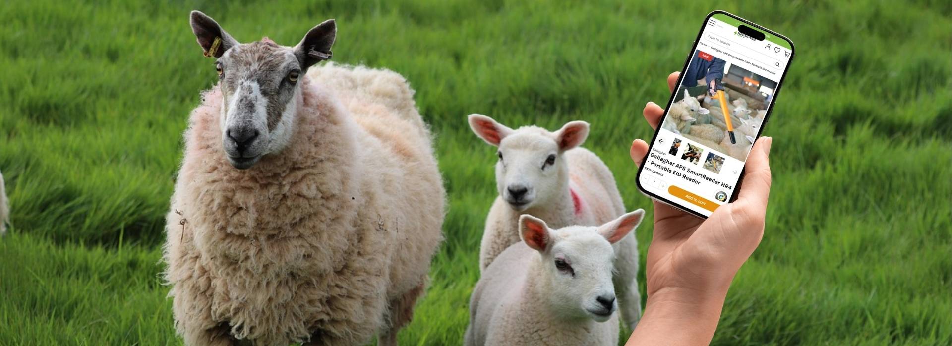 Track Your Sheep with EID