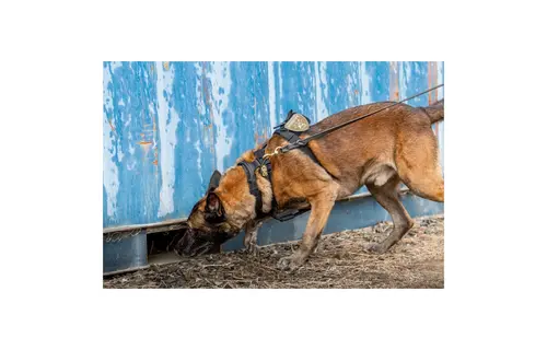 Aros K9 Dog Collar 1.5" (Black)