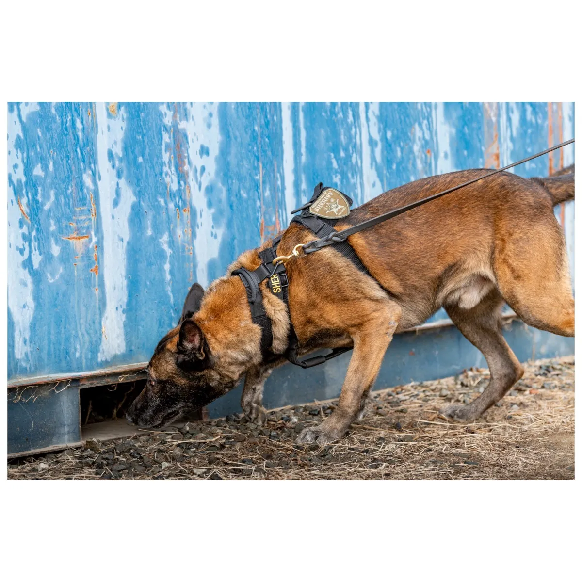 Aros K9 Dog Collar 1.5" (Black)