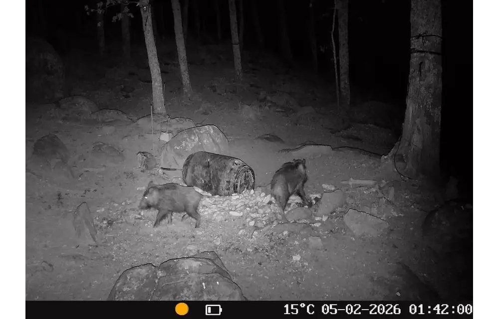 Wildlife Camera T16