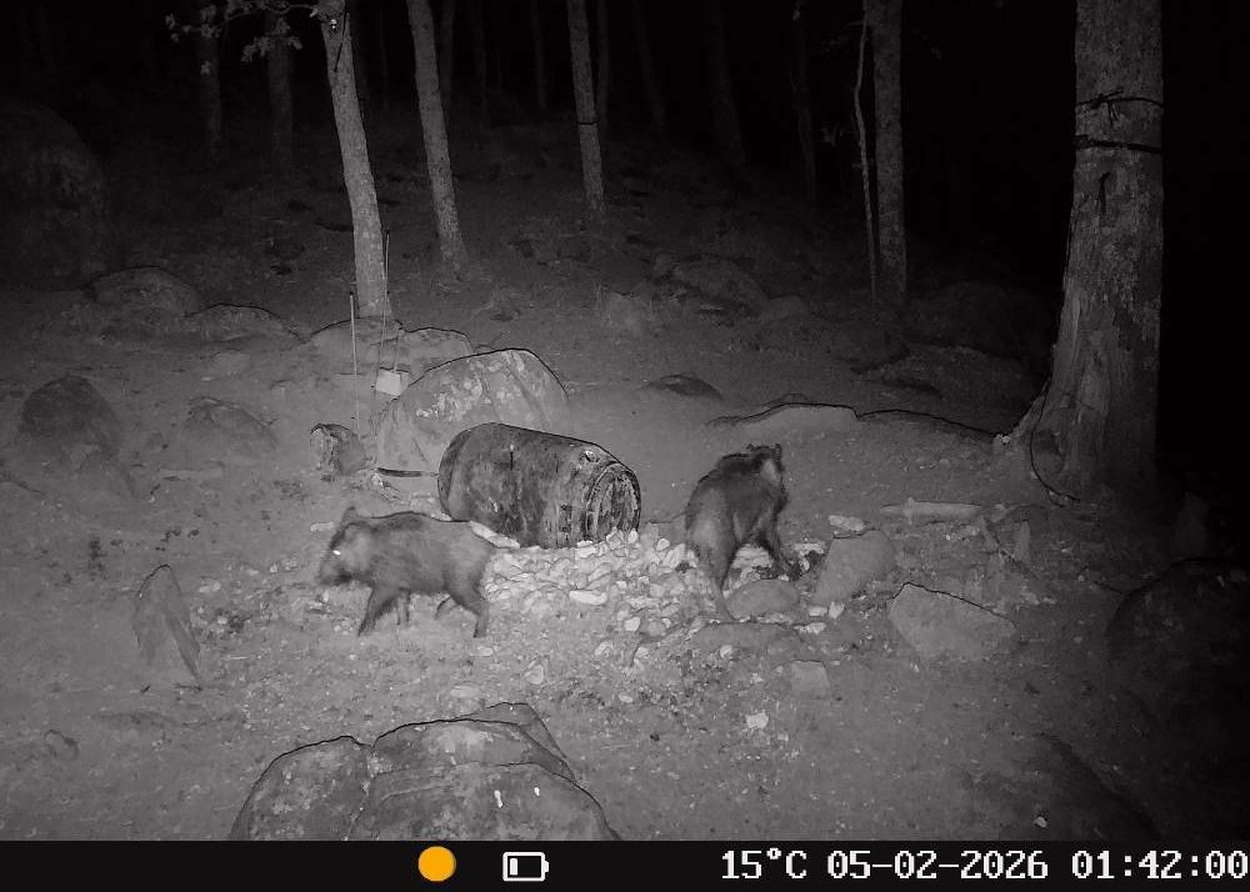 Wildlife Camera T16