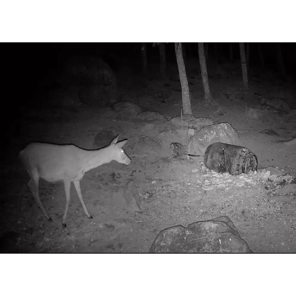 Wildlife Camera T16