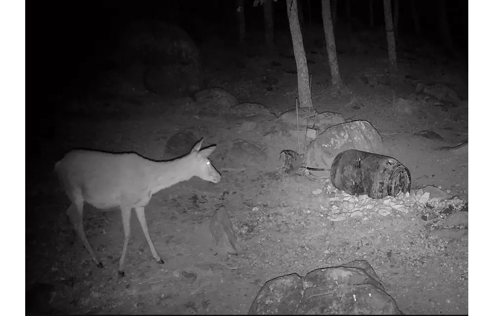 Wildlife Camera T16