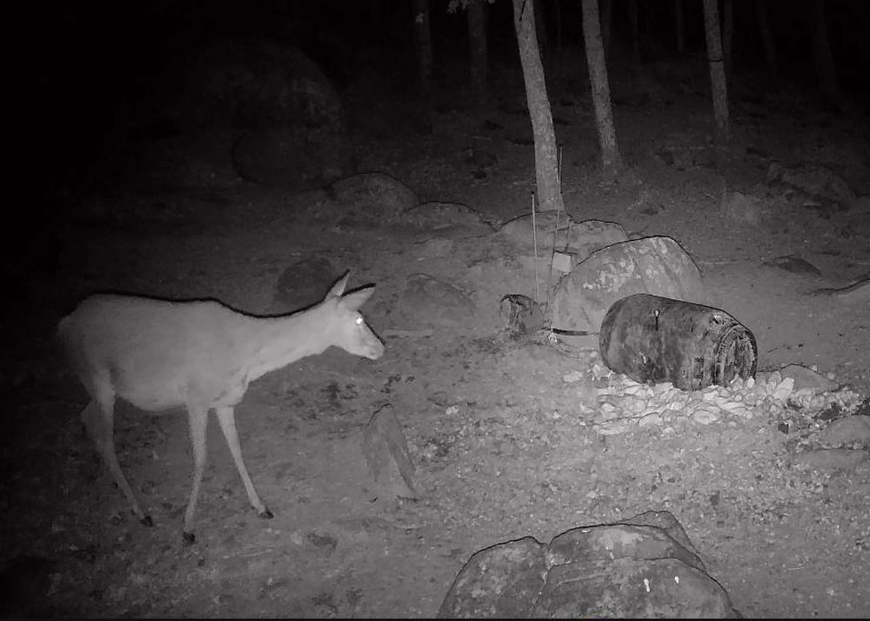 Wildlife Camera T16