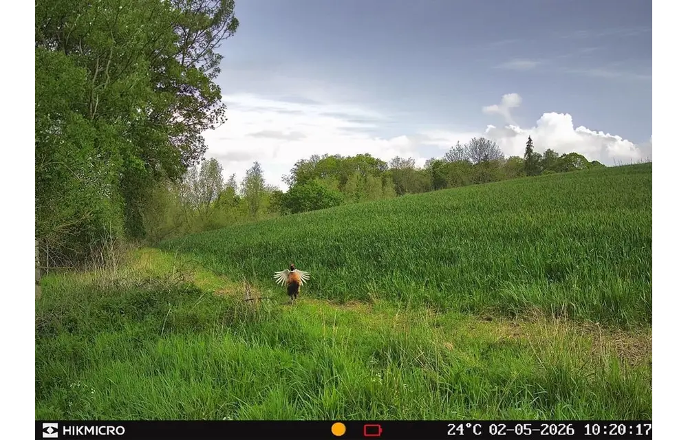 Wildlife Camera T16