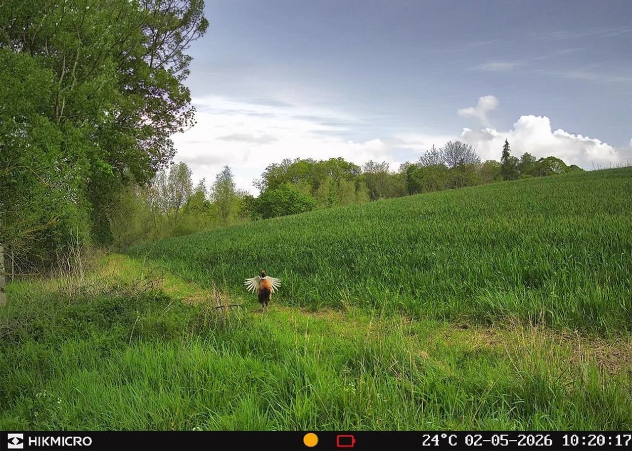 Wildlife Camera T16