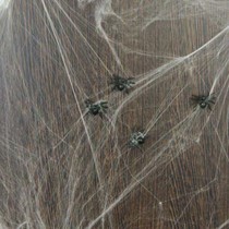 Spinnenweb met 6 spinnen