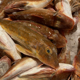 Rode poon ( Hollands )