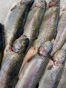 Zalmforel
