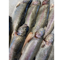Zalmforel