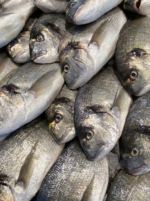 Dorade Royal 800-1000 Gram