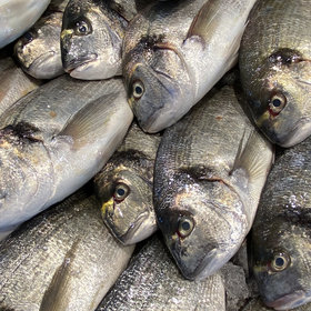 Dorade Royal 300-500 Gram