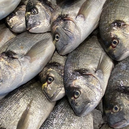 Dorade Royal 300-500 Gram