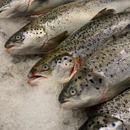 Hele zalm (Noorwegen) 2 tot 3 kilo !