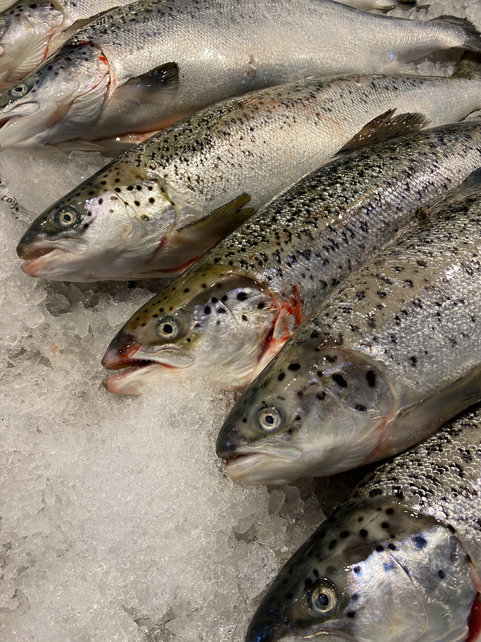 Hele zalm (Noorwegen) 2 tot 3 kilo !