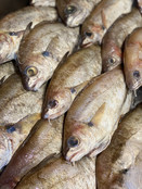 Steenwijting ( bolk ) Trisopterus luscus