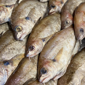 Steenwijting ( Bolk )