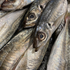 Horsmakreel ( Hollands )