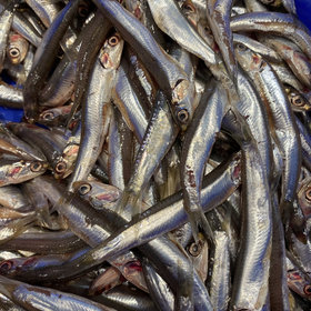 Ansjovis diepvries