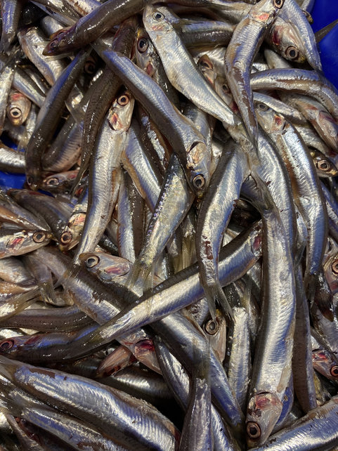 Ansjovis diepvries
