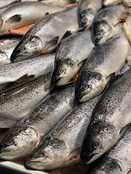 Hele Zalm (Noorwegen) 6 tot 7 kilo !