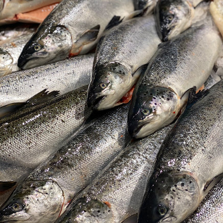 Hele Zalm (Noorwegen) 6 tot 7 kilo !
