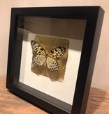 Fotolijst met vlinder