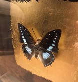 Fotolijst met vlinder