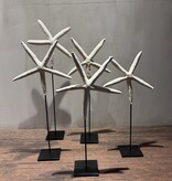 De appelgaard Set van zeesterren