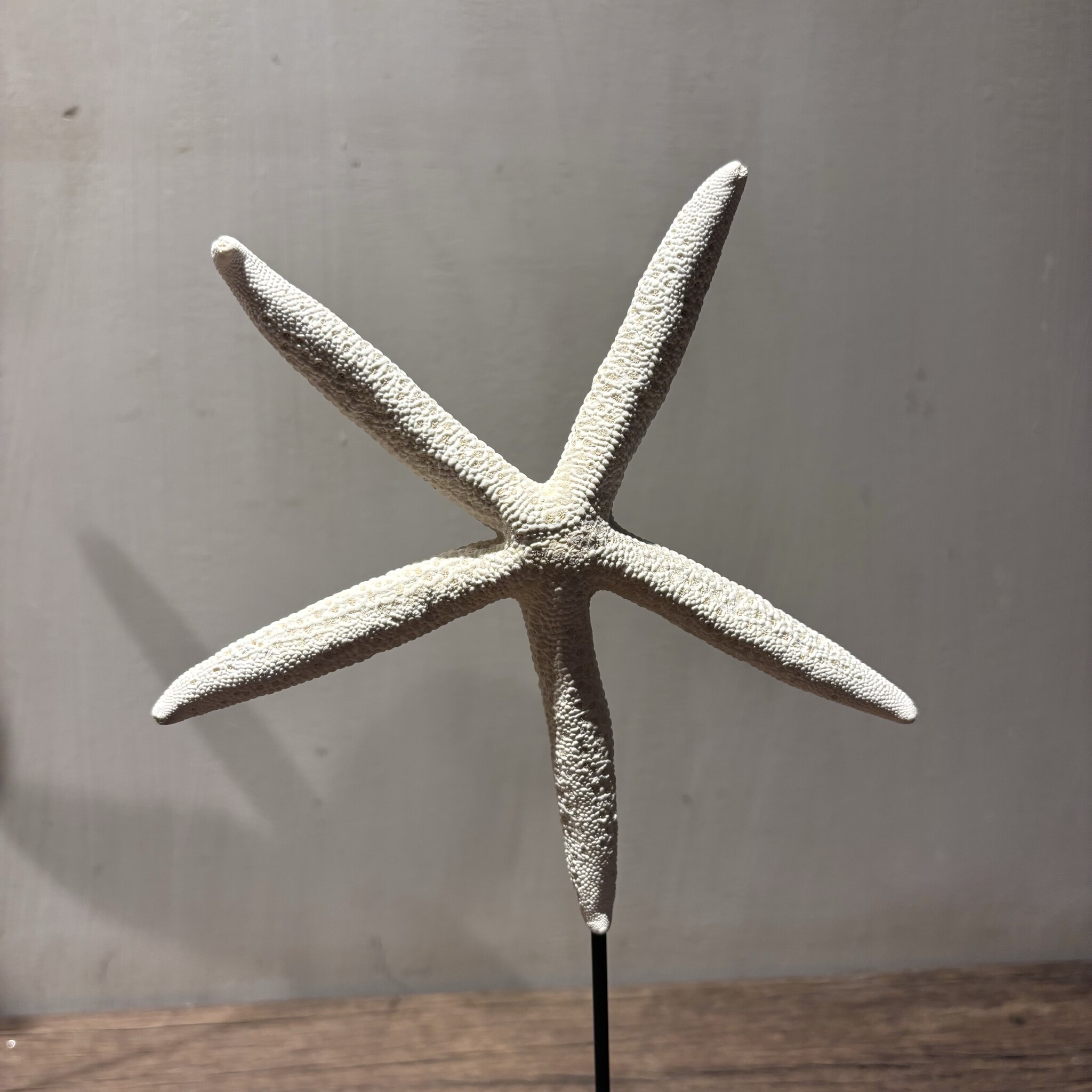 De appelgaard Set van zeesterren