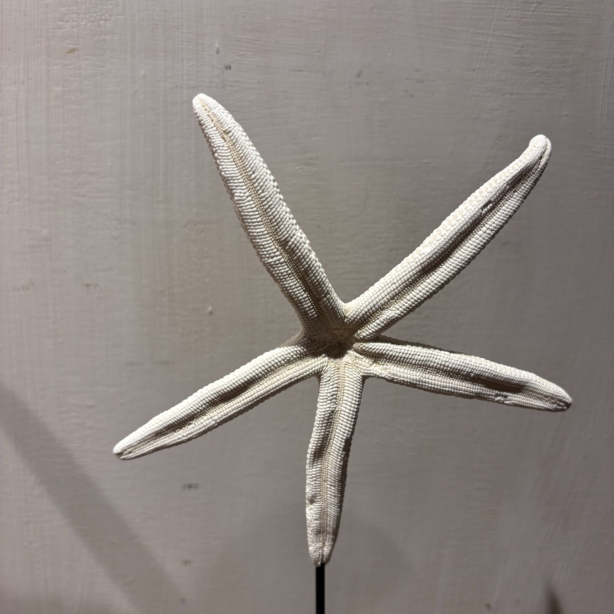 De appelgaard Set van zeesterren