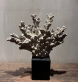 De appelgaard Hand koraal