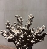 De appelgaard Hand koraal