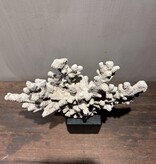 De appelgaard Hand koraal