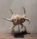 De appelgaard Lambis schelp