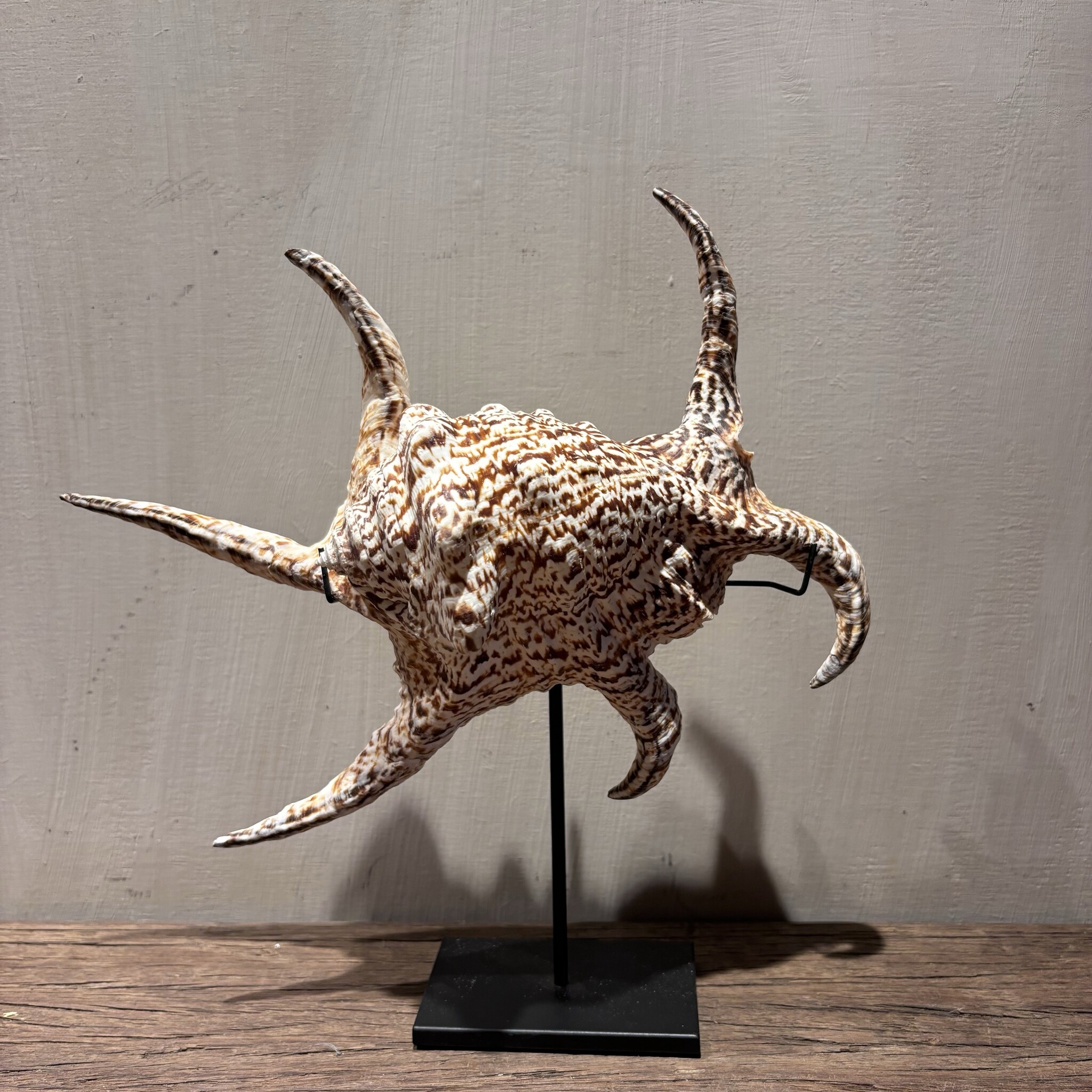 De appelgaard Lambis schelp