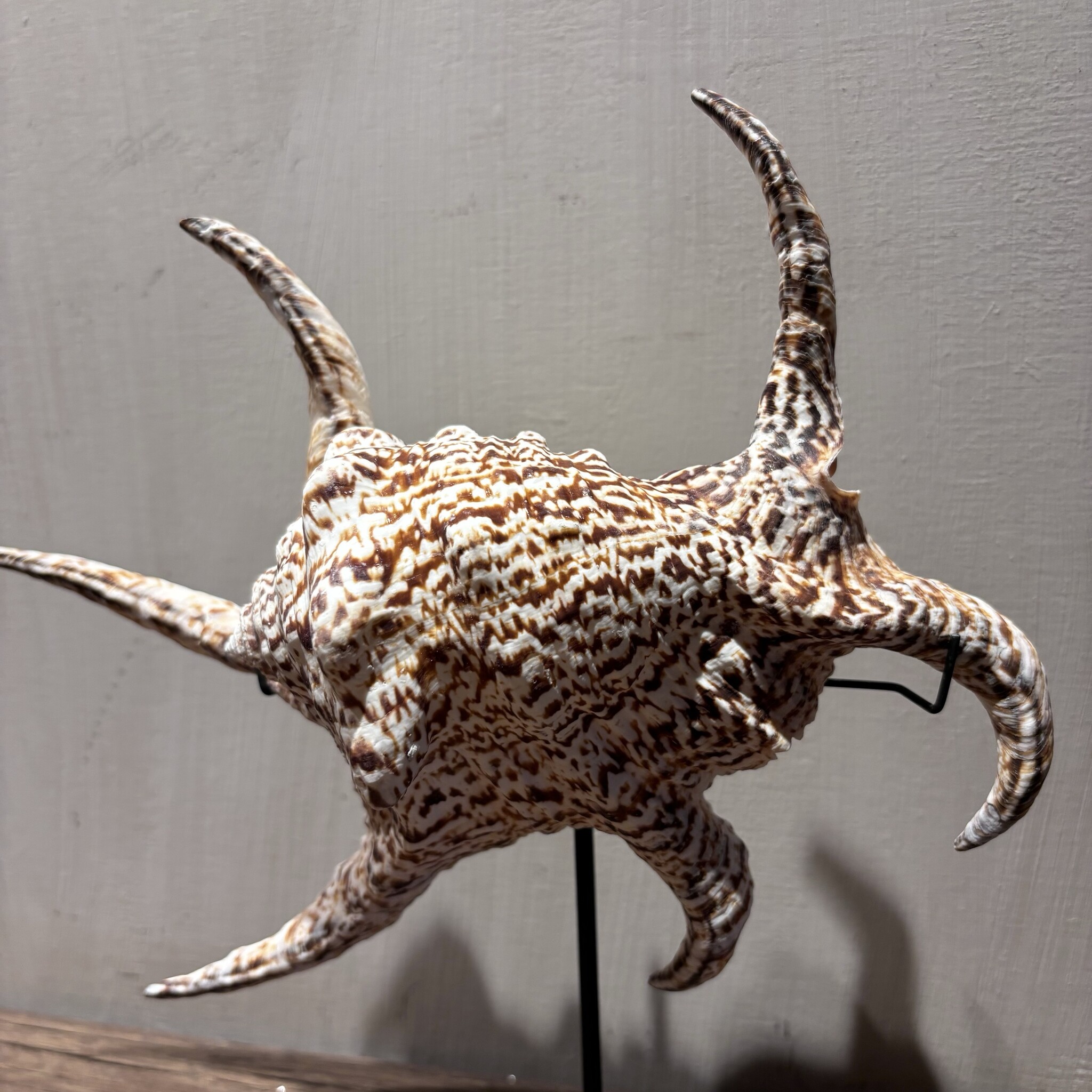 De appelgaard Lambis schelp