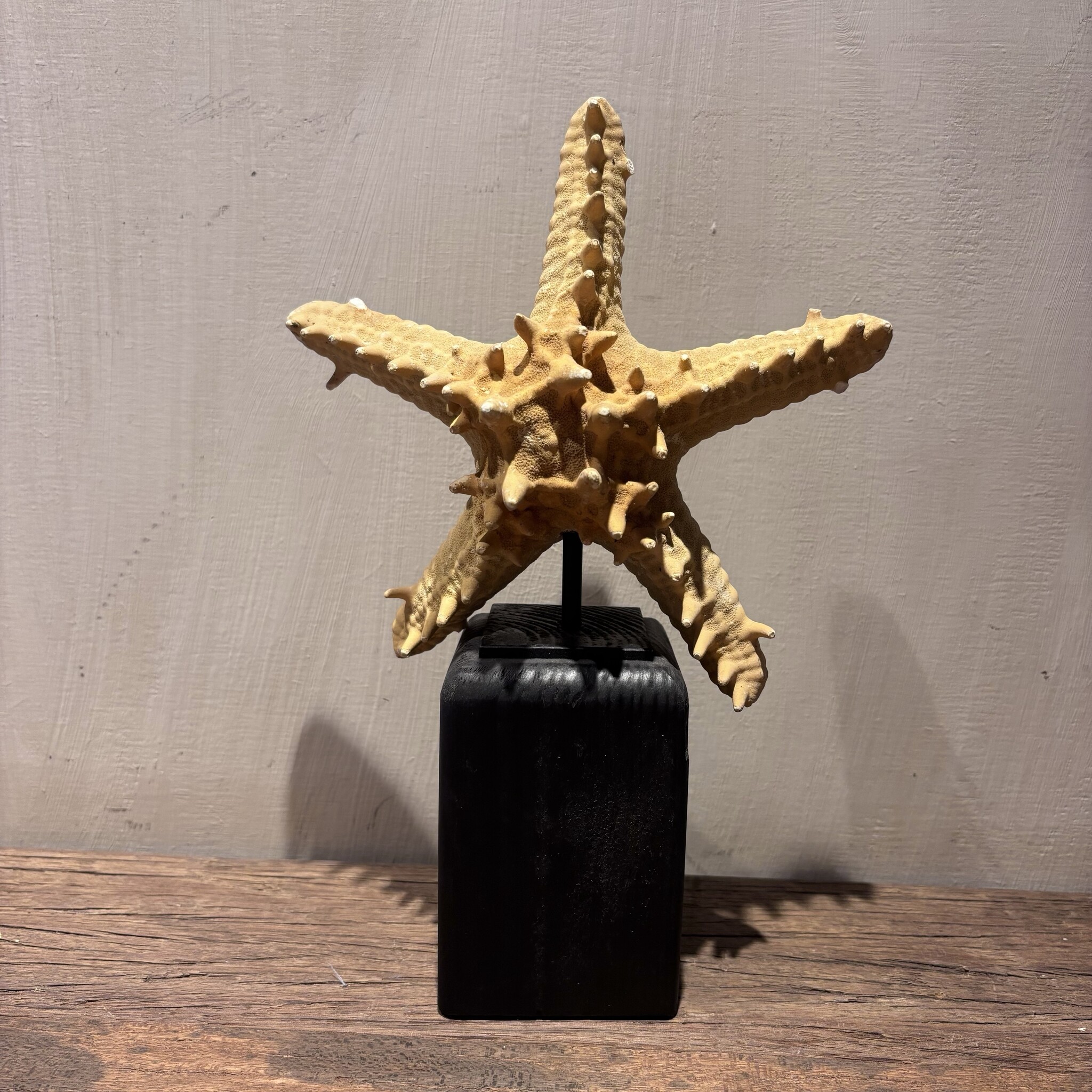 De appelgaard Zeester Oranje