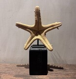 De appelgaard Zeester Oranje