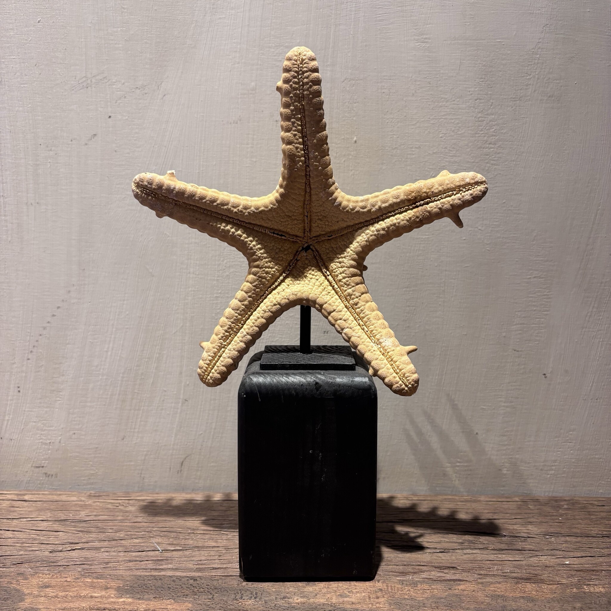 De appelgaard Zeester Oranje